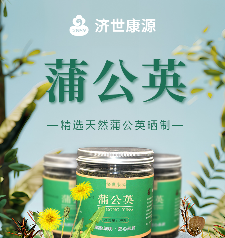 蒲公英